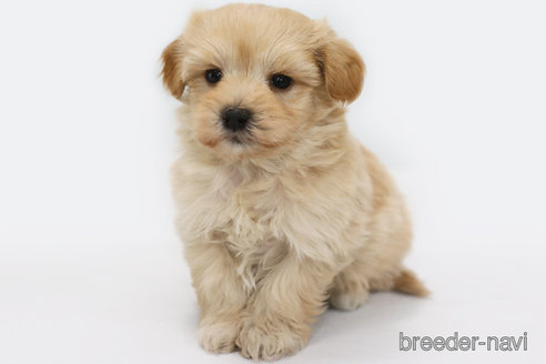 成約済の神奈川県のマルプー:マルチーズ×トイプードル-366449の1枚目